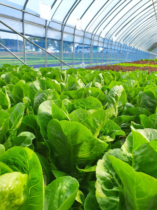 Soil and crop monitoring and monitoring devices